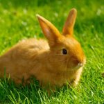 Sonstige Futtermittel