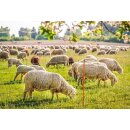 AKO TopLine Net - Schafzaun TopLine Net 108 cm,...
