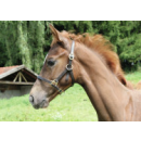 Fohlenhalfter Eco - schwarz