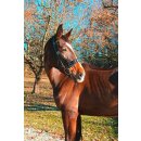 Kappzaum Leder Exclusiv - Warmblut