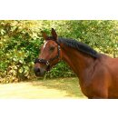 Longierhalfter Kunststoff - Warmblut