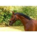Longierhalfter Kunststoff - Warmblut
