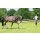 Longier- und Trainingssystem -  Vollblut/Warmblut