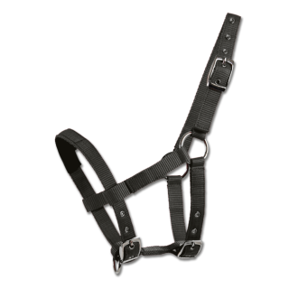 Mini-Shetty Halfter