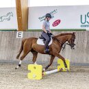 Agility Cavaletti Block - Reitplatz - Bodenarbeit - Stangenarbeit