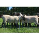 AKO TitanNet Premium Plus - Schafnetz - Schafzaun