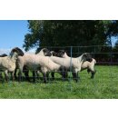 AKO TitanNet Premium Plus - Schafnetz - Schafzaun