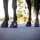 Equine Fusion Active Jogging Shoe REGULAR - Hufschuh - Hufschuhe